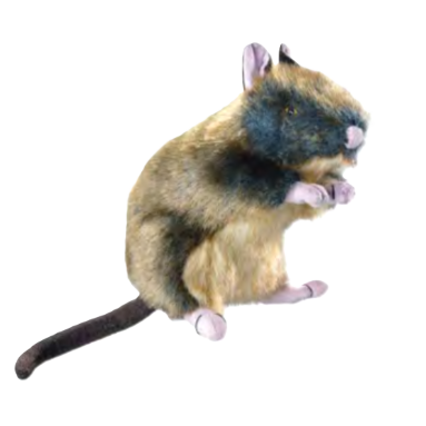 Hundeleke Viltlevende rotte