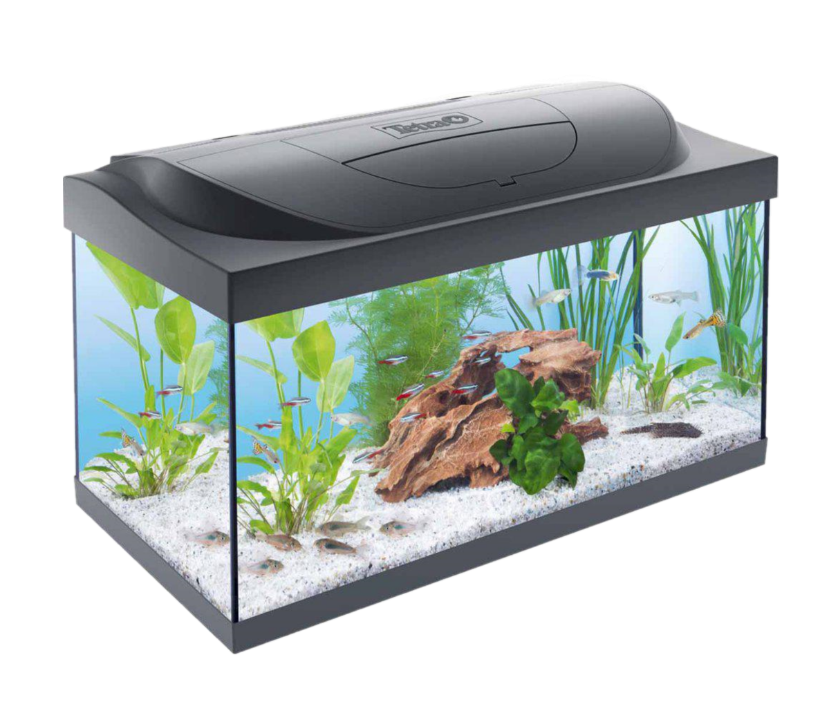 Tetra - Starter Line Led Svart 54L - Fisk - AkvarierPetXL