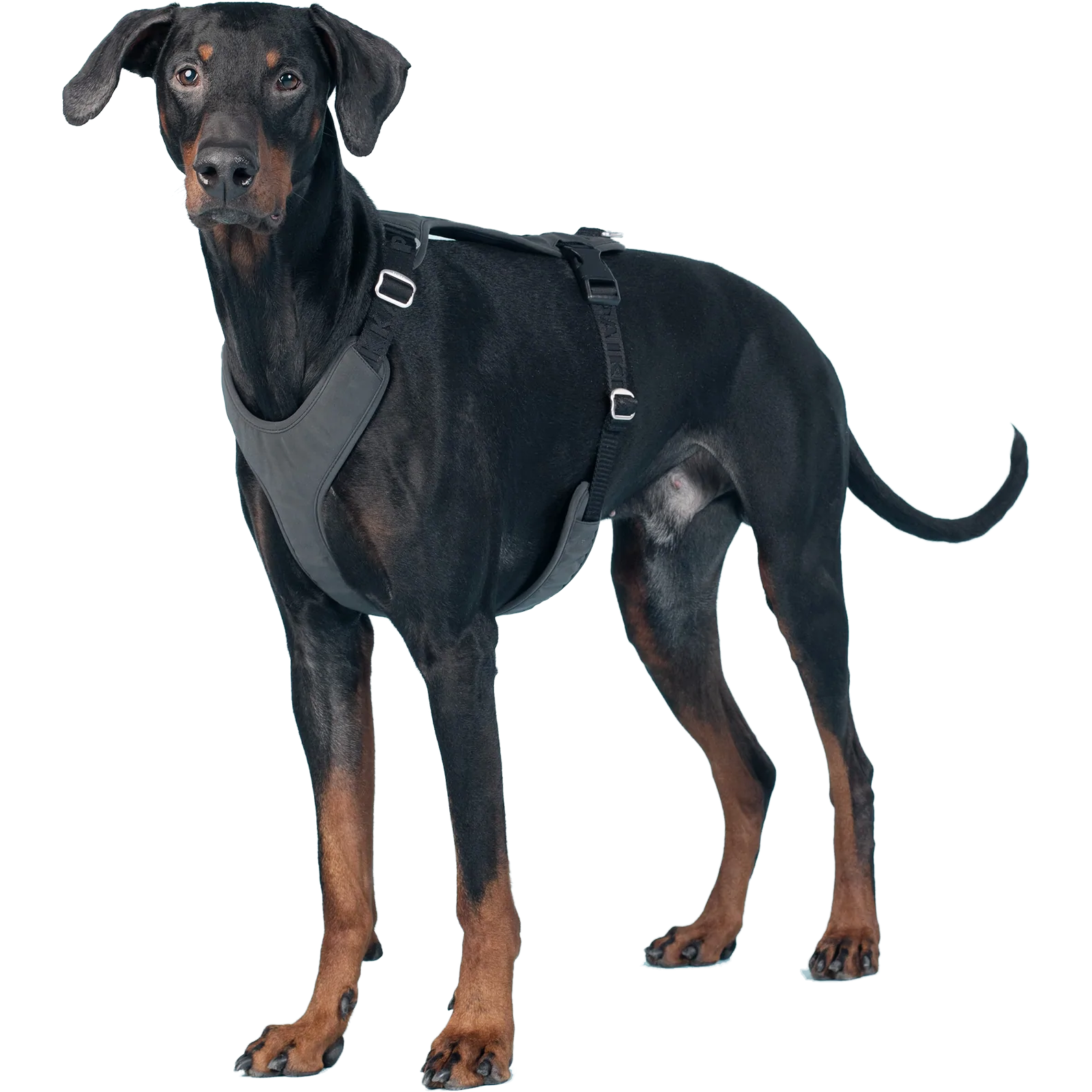 PAIKKA Visibility Harness Dark