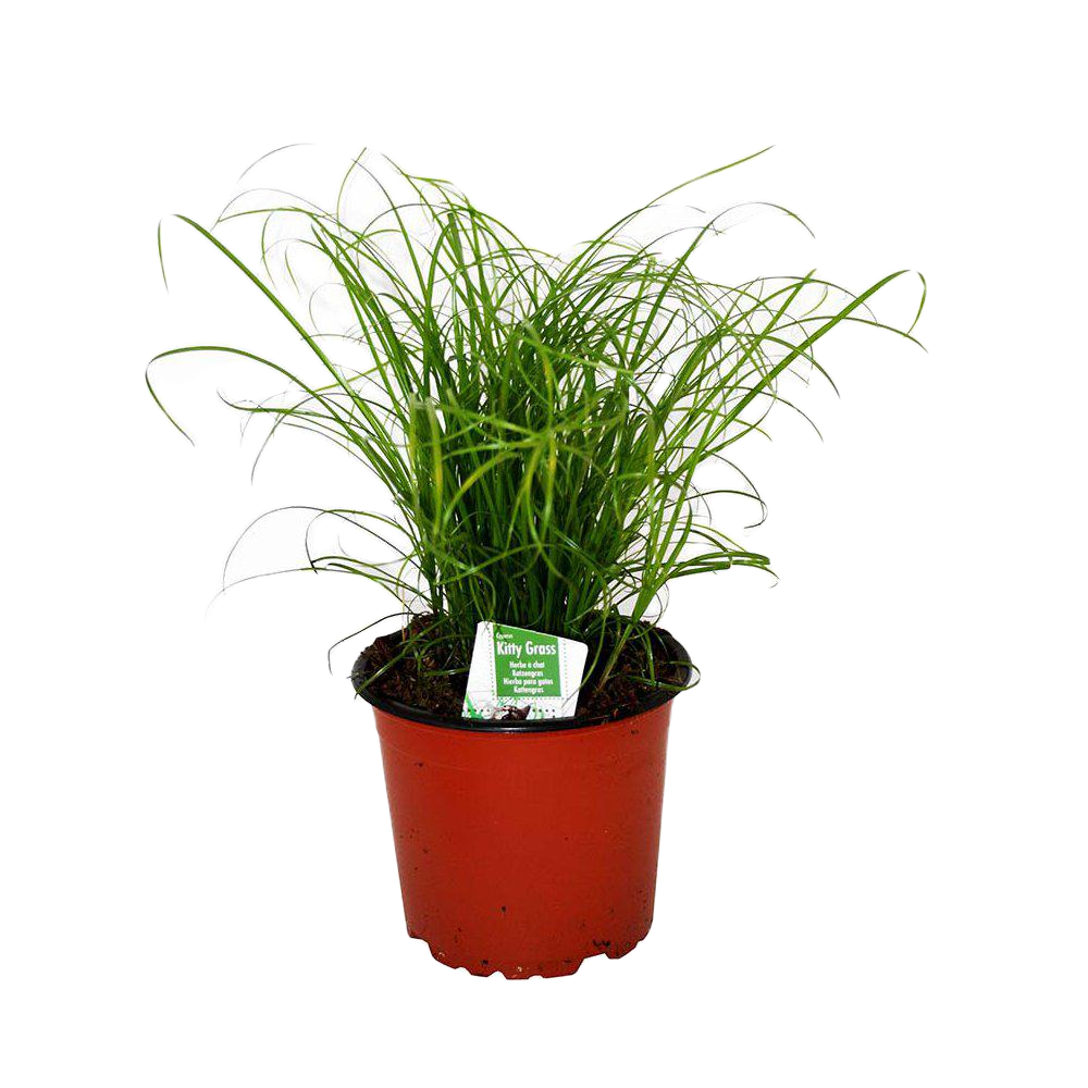 Imazo Kittygrass Kattegress 12 cm potte