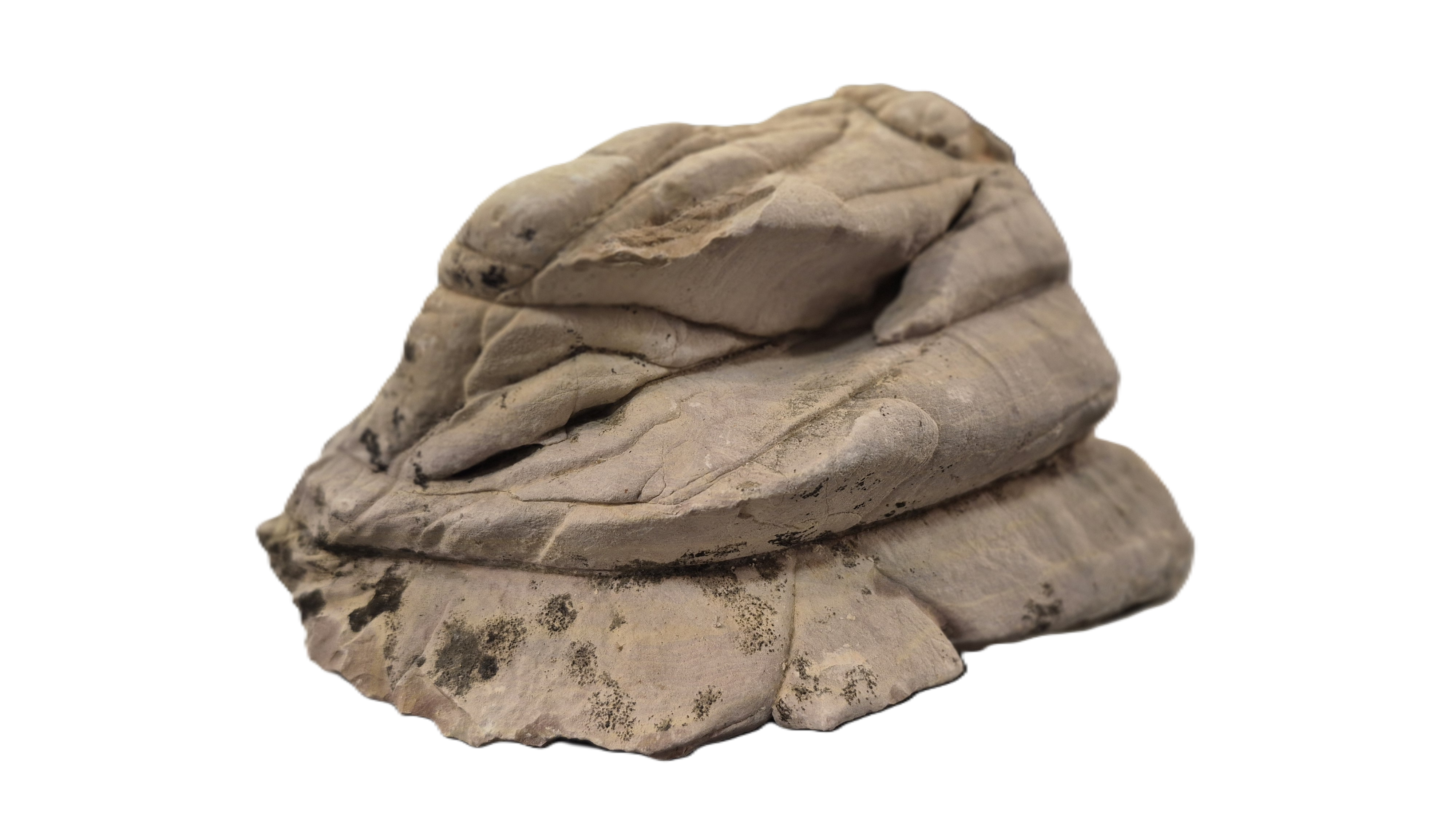 Aquatics Septarium 2 10~15Cm