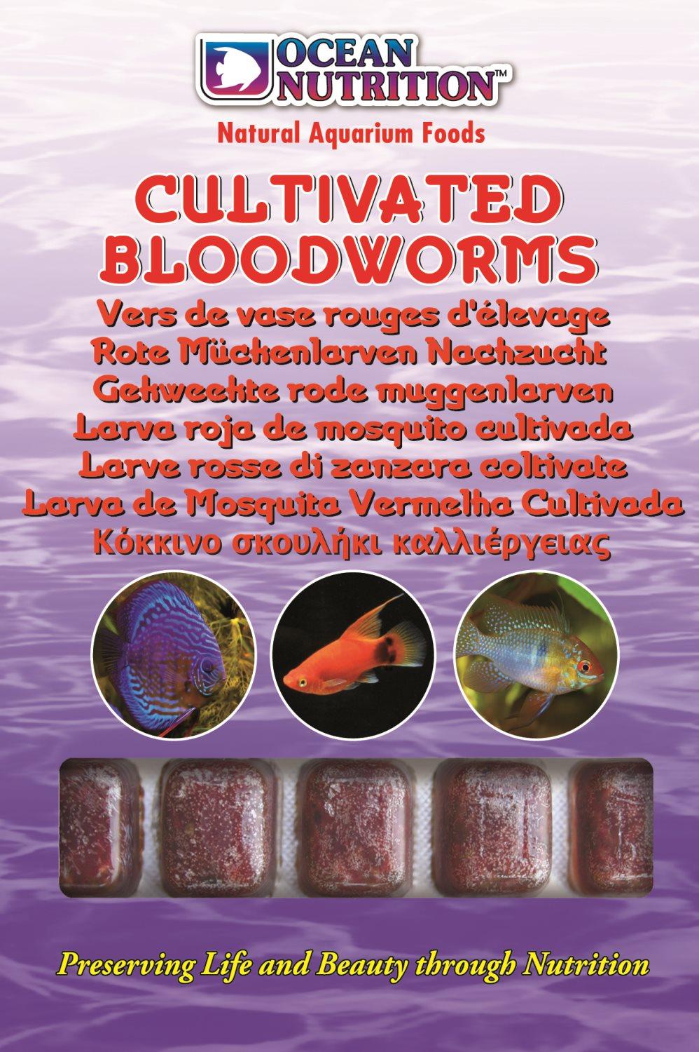 Frozen Cultivated Bloodworms