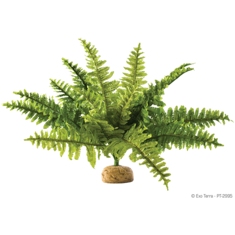 Boston Fern - Rainforest/Jungle Ground Plants Green Medium