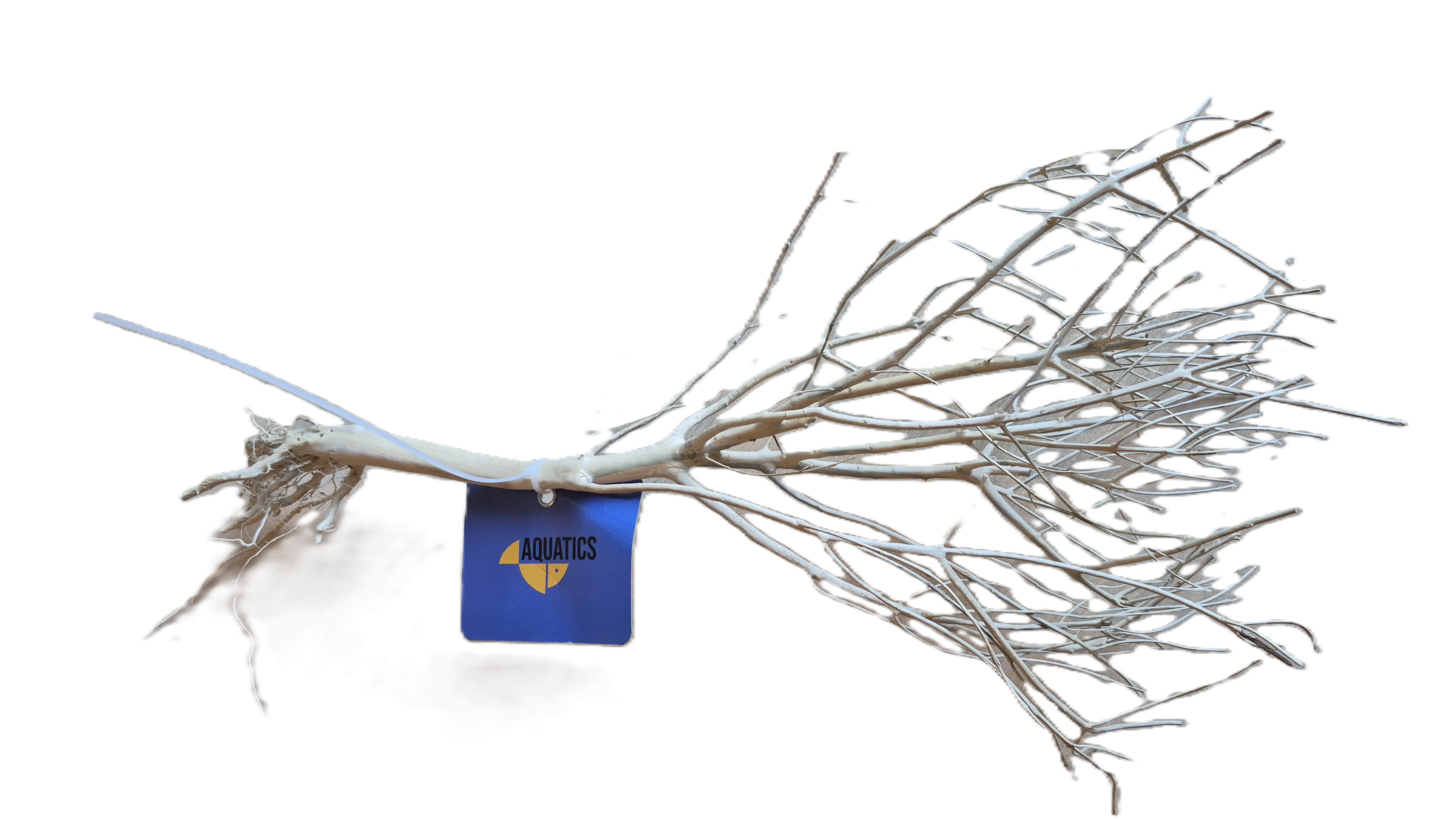 Aquatics Mousse Tree 20-30 Cm