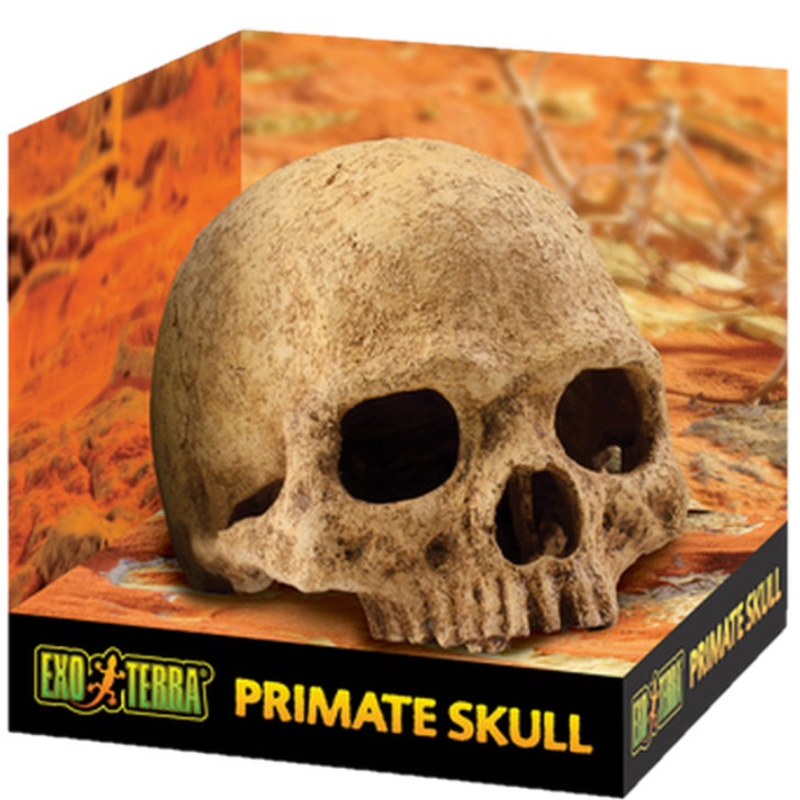 Exoterra - Primatkranium - Sikkert gjemmested Beige 15 cm - Reptil - Dekorasjon - Kunstige planterPetXL