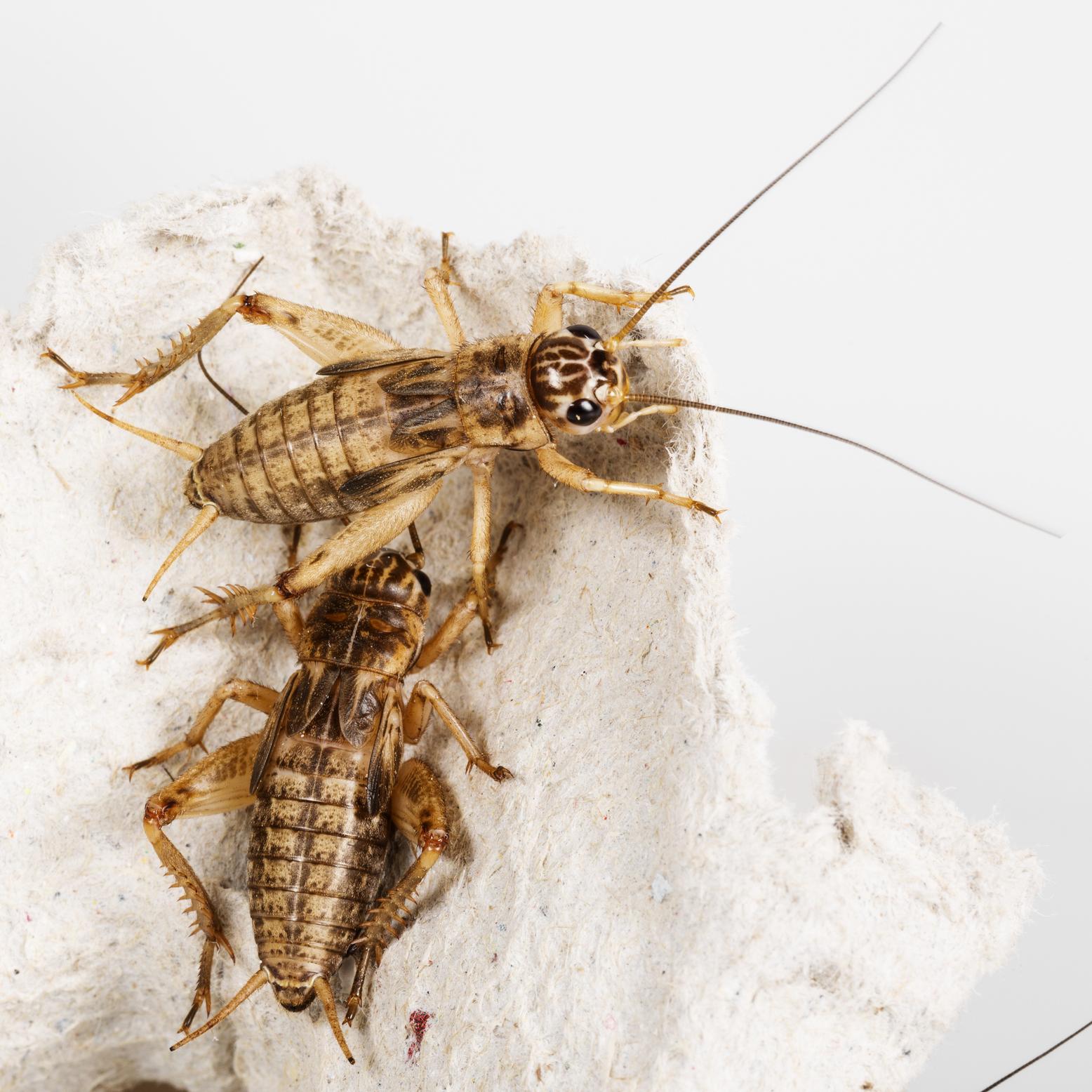 Syrsa - Grillus assimilis