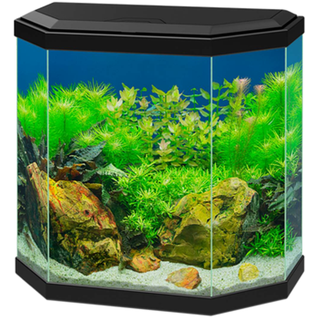 Ciano - Akvarium Aqua Black 25 L - Fisk - AkvarierPetXL