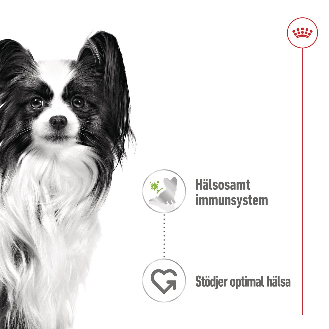 Royal Canin X-Small Adult Gravy våtfôr for hunder 12x85 g | PetXL