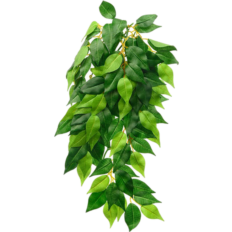 Ficus (silke) - Hengende regnskog/jungelplanter Grønn Medium