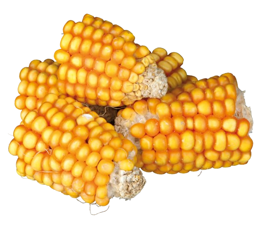 Trixie - Maiskolber i biter, 300 g - Smådyr - SnacksPetXL