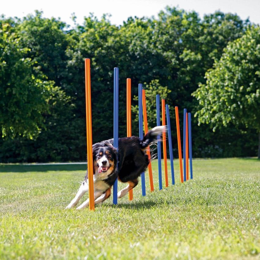 Dog Activity Agility Slalom Blå 12-pakning