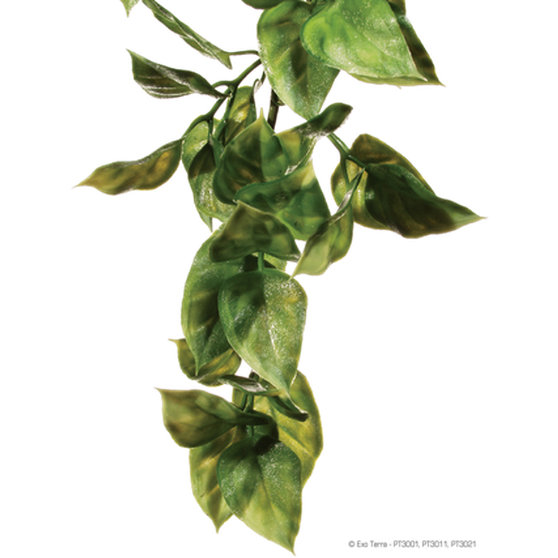 Amapallo - Hengende regnskog/jungelplanter Grønn Medium