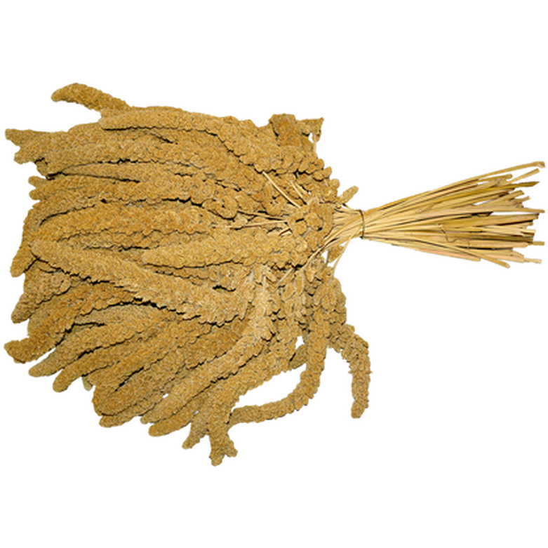 Imazo Hirsekolbe fransk XL 15kg