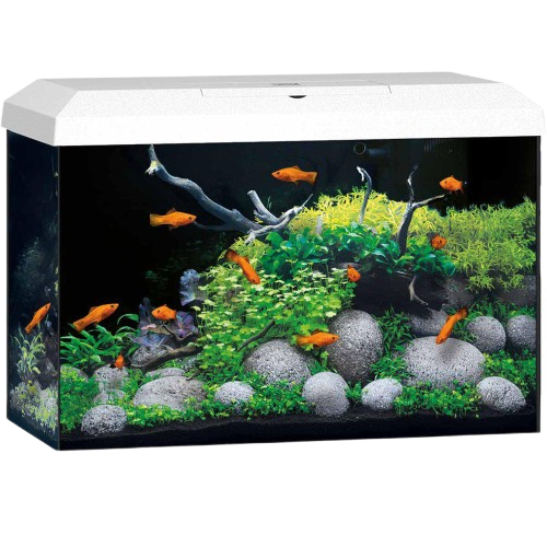 Juwel - Akvarium Primo 70 Hvit 2.0 61x31x44 cm 70L - Fisk - AkvarierPetXL